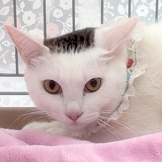 頭に海苔ww❤️まるこ