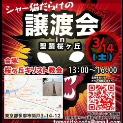 東京都多摩市聖蹟桜ヶ丘にて保護猫譲渡会開催