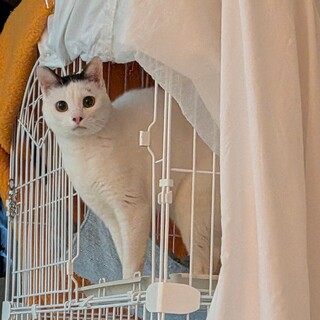 一緒に寝たいオリオン君