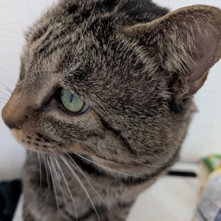 大至急!成猫達を救ってください!