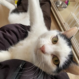 抱っこされながらふみふみ♡甘えん坊のおもちくん