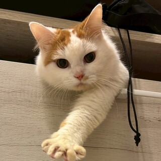 【マンチカンMIX】やんちゃBOY★マッチくん