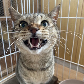 膝に乗る甘えん坊♡人が大好きキジトラ男子トラジロー