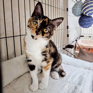 食欲旺盛！！美人さん♡ライムちゃん