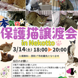 本気の保護猫譲渡会
