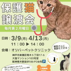 西宮保護ねこ かぎしっぽミニ譲渡会