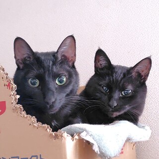 黒猫母さんと息子1匹です