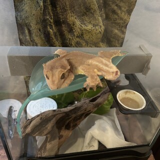 クラステッドゲッコー　尾切れ　