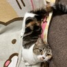 の写真