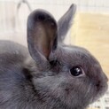 福岡市グレーうさぎ男の子雑種（4ヶ月）里親さん募集