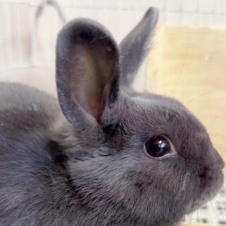 福岡市グレーうさぎ男の子雑種（4ヶ月）里親さん募集