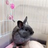 福岡市グレーうさぎ男の子雑種（4ヶ月）里親さん募集 サムネイル2