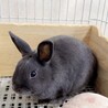 福岡市グレーうさぎ男の子雑種（4ヶ月）里親さん募集 サムネイル3