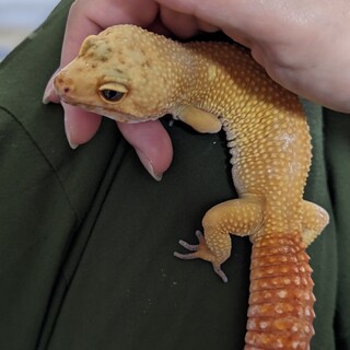 レオパ(ヒョウモントカゲモドキ)