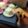 レオパ(ヒョウモントカゲモドキ) サムネイル2