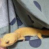 レオパ(ヒョウモントカゲモドキ) サムネイル3