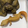 レオパ(ヒョウモントカゲモドキ) サムネイル4