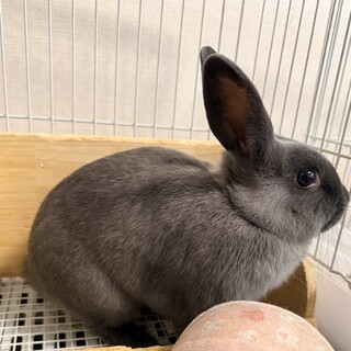 まんまるおめめのグレー女の子！まだ4ヶ月