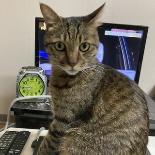 『助けてください』甘えん坊！まだまだ元気です！