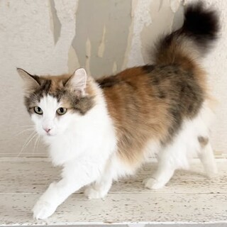 キャリコ（三毛）の女の子「キキちゃん」3歳です