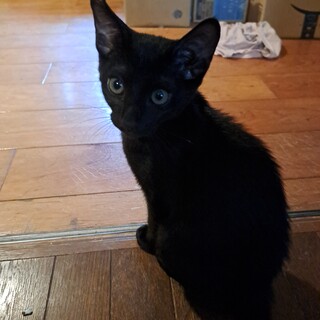 里親様になって下さい！とても人懐っこい子達です。