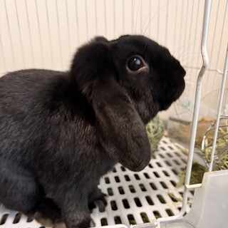 可愛いロップイヤー男の子8ヶ月元気で優しい子