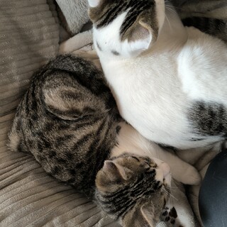 雑種猫生後4ヶ月兄弟一緒