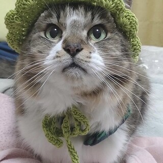 人間大好きで独占したい！シニア猫のアーニャちゃん