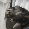 人間大好きで独占したい！シニア猫のアーニャちゃん サムネイル6