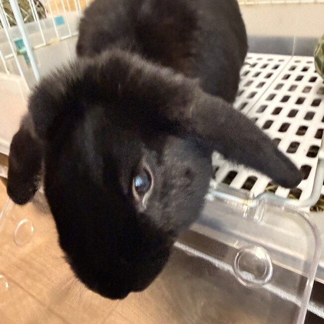 daddy manのカバー写真