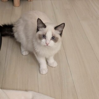 ラグドールの子猫