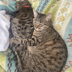 とうとう4キロに