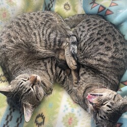 「とうとう4キロに」サムネイル2