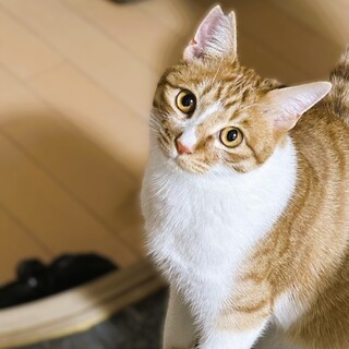 ◆3/20◆シャーは挨拶なでると甘える❤マーブル