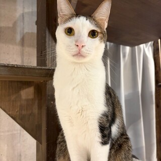 前髪塩顔イケメン！シャイなとくくん