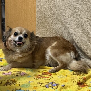 チワワの女なの子です