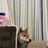 再募集　柴犬9ヶ月オスです サムネイル2