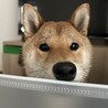 再募集　柴犬9ヶ月オスです サムネイル3
