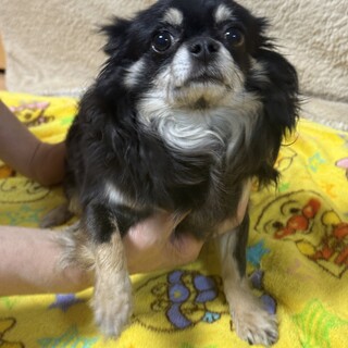 チワワの女なの子です