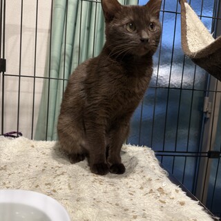 珍しいブラウンスモークの女の子