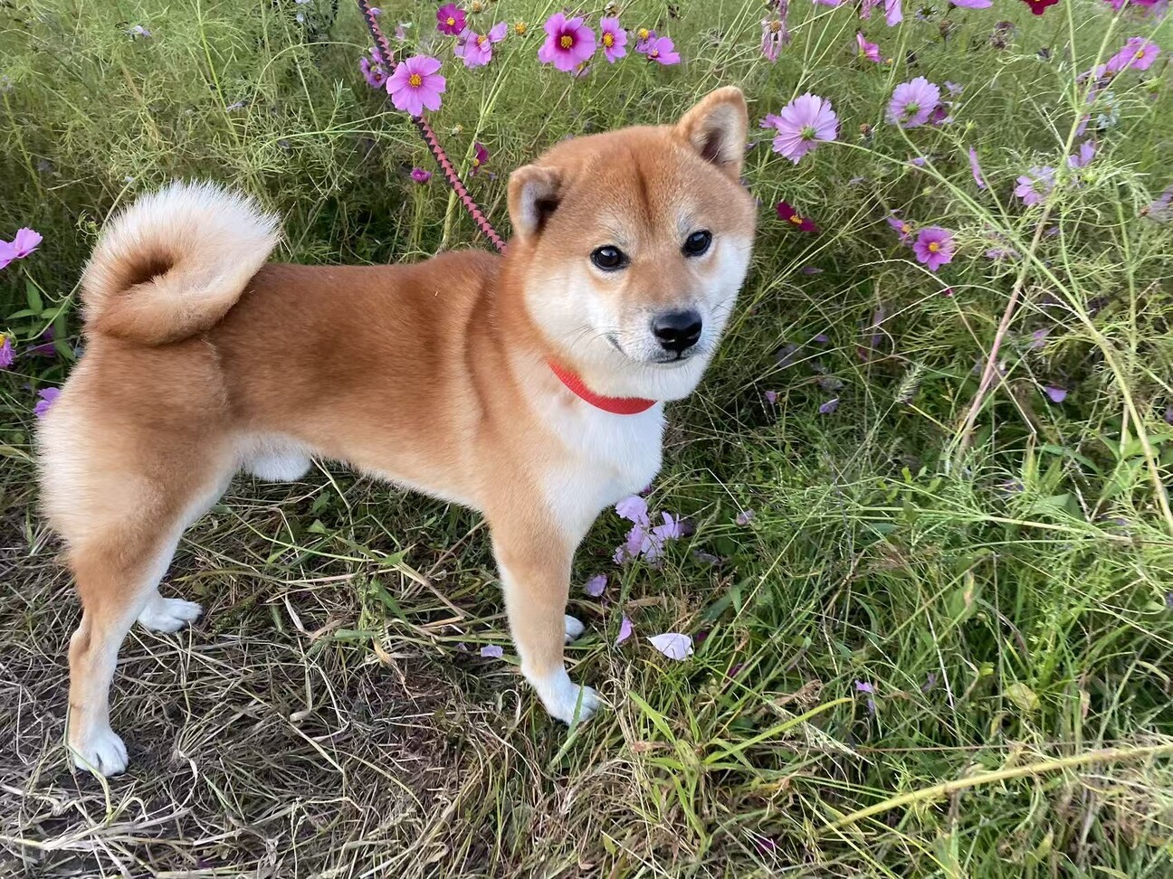 ☆受付☆柴犬 2009431.jpeg
