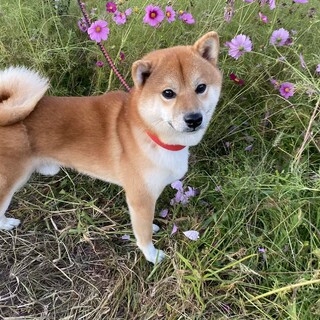 柴犬 オス 8歳 可愛い