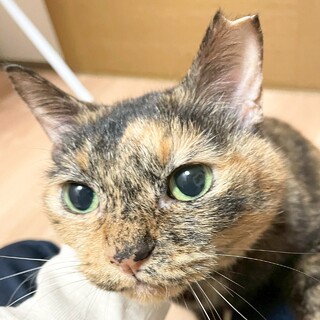 可愛いサビ猫たらこちゃん☆