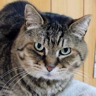 猫エイズキャリアのとどやん