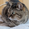 猫エイズキャリアのとどやん サムネイル2