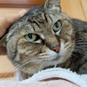 猫エイズキャリアのとどやん サムネイル3