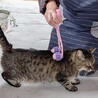 猫エイズキャリアのとどやん サムネイル4