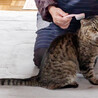 猫エイズキャリアのとどやん サムネイル5