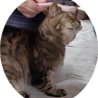 猫エイズキャリアのとどやん サムネイル6
