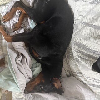 ドーベルマンの女の子で、性格は活発で明るいです。